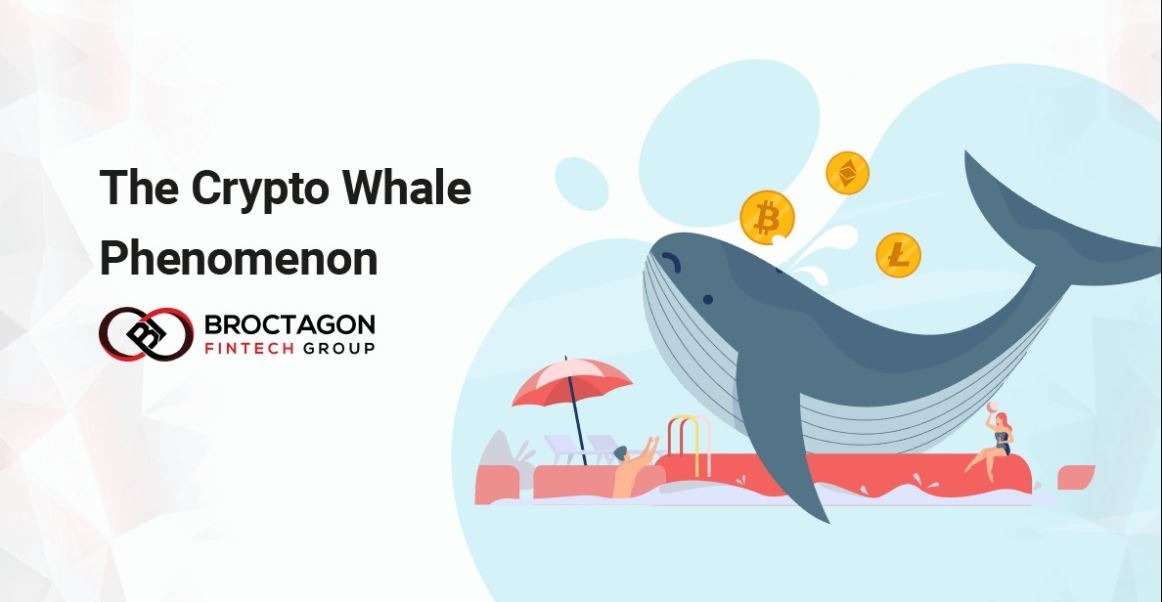 The Cryptocurrency Whale Phenomenon: How Do Investors Thread Volatility Splashes?